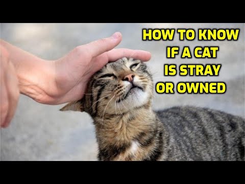 How To Tell If A Stray Cat Belongs To Someone