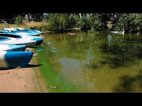 Explaining blue-green algae