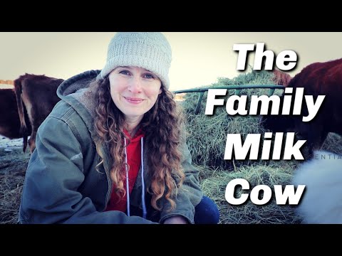 Family Milk Cow | What Does it Actually Cost to Keep One?
