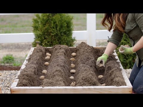 How to Plant Potatoes! ???????? // Garden Answer
