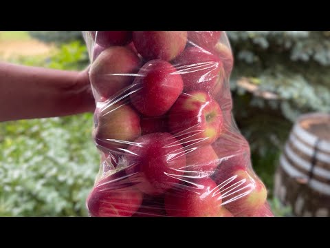 Storing FRESH apples for an ENTIRE YEAR!