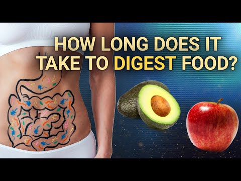 How Long Does it Take to Digest Food | #DeepDives | Health