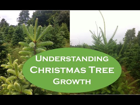Understanding Christmas Tree Growth