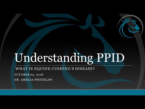 Understanding PPID: What is Equine Cushing's Disease