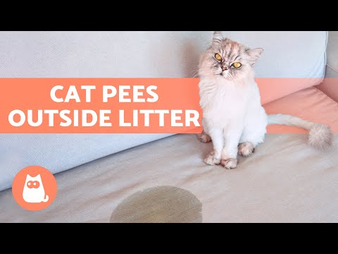 My CAT PEES EVERYWHERE ???????? (Why and What to Do)